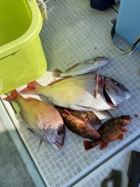 リトルワン 釣果