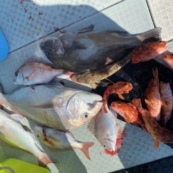 リトルワン 釣果