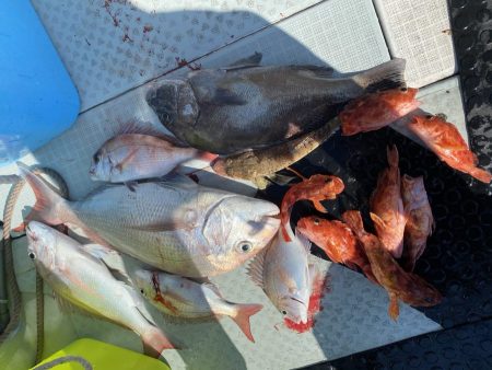 リトルワン 釣果