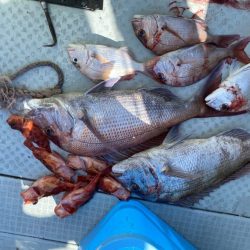 リトルワン 釣果