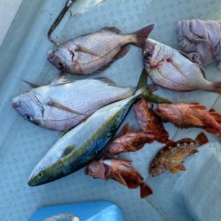 リトルワン 釣果