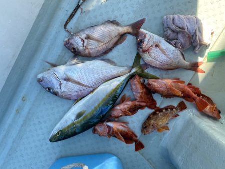 リトルワン 釣果