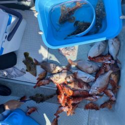 リトルワン 釣果