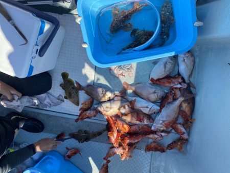 リトルワン 釣果