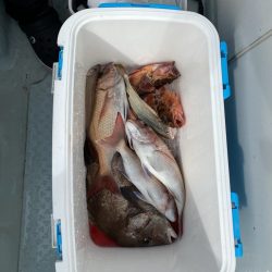 リトルワン 釣果