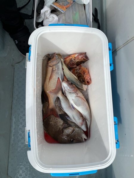 リトルワン 釣果