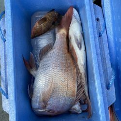 リトルワン 釣果