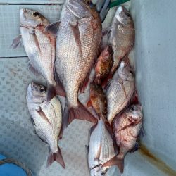 リトルワン 釣果