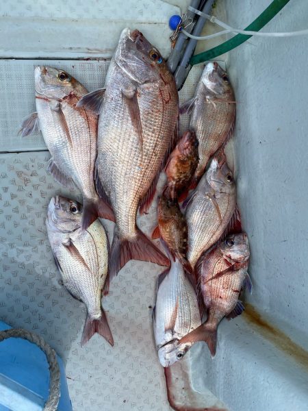 リトルワン 釣果