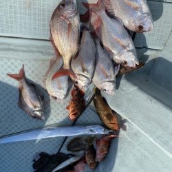 リトルワン 釣果