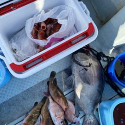 リトルワン 釣果