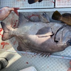 リトルワン 釣果