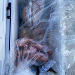 リトルワン 釣果