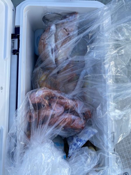 リトルワン 釣果