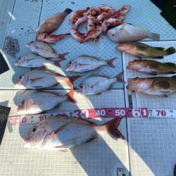 リトルワン 釣果