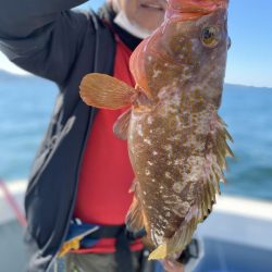 リトルワン 釣果