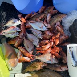 リトルワン 釣果