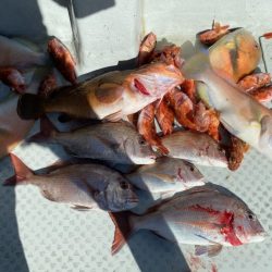 リトルワン 釣果