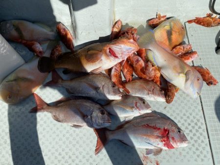 リトルワン 釣果