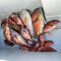 リトルワン 釣果