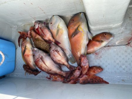 リトルワン 釣果