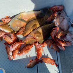 リトルワン 釣果