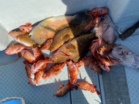 リトルワン 釣果