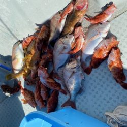 リトルワン 釣果