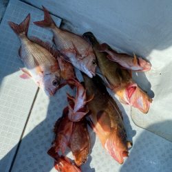 リトルワン 釣果