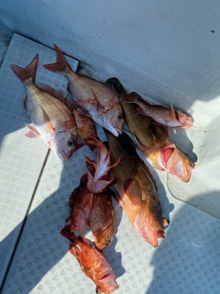 リトルワン 釣果