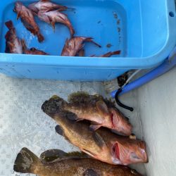 リトルワン 釣果