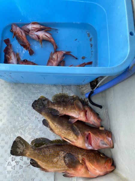 リトルワン 釣果