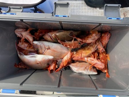 リトルワン 釣果