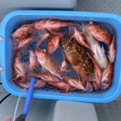 リトルワン 釣果