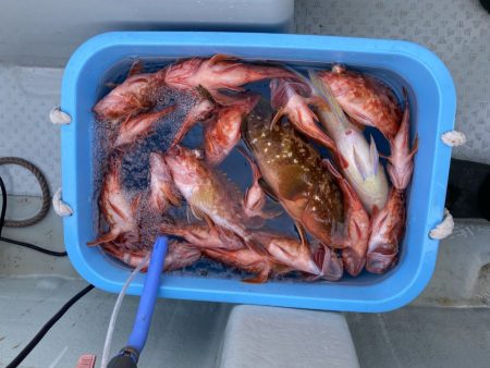 リトルワン 釣果