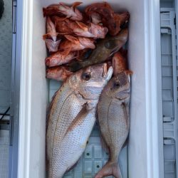 リトルワン 釣果