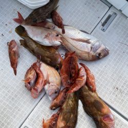 リトルワン 釣果