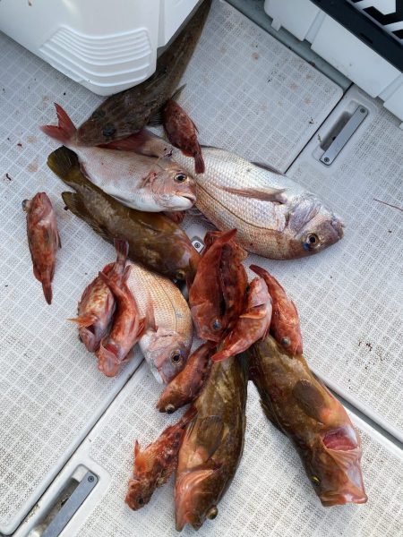 リトルワン 釣果