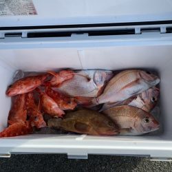 リトルワン 釣果