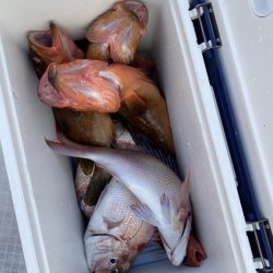 リトルワン 釣果