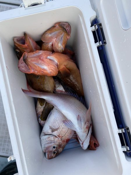 リトルワン 釣果