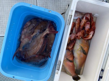 リトルワン 釣果