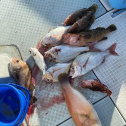 リトルワン 釣果