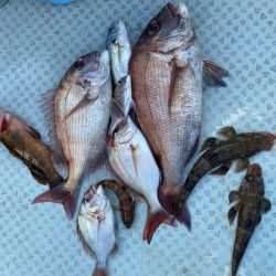 リトルワン 釣果