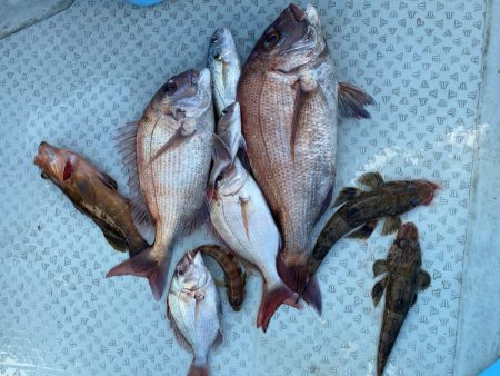 リトルワン 釣果