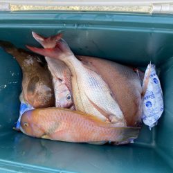 リトルワン 釣果