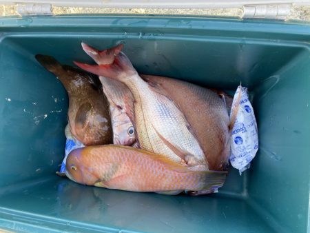 リトルワン 釣果