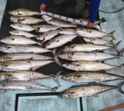 東京湾探釣隊ぼっち 釣果