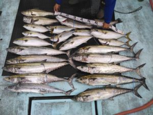 東京湾探釣隊ぼっち 釣果