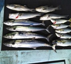 東京湾探釣隊ぼっち 釣果
